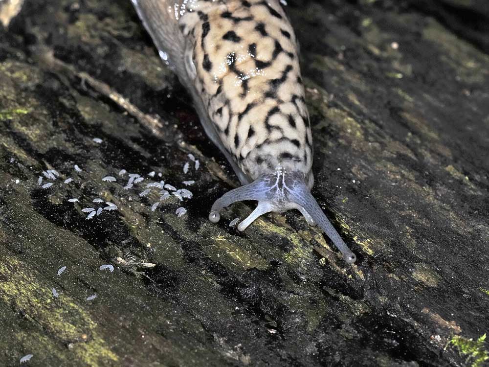 Limax subalpinus da Avigliana (TO)